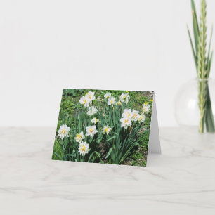 Daffodien Feiertagskarte