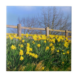 Daffodien Fliese