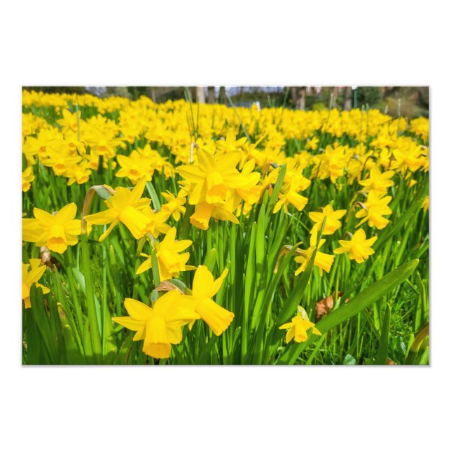 Daffodien Fotodruck (Vorne)