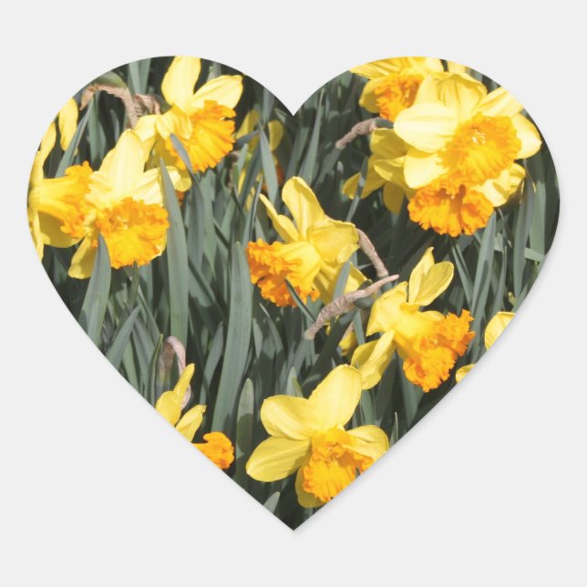 Daffodien Herz-Aufkleber (Vorderseite)