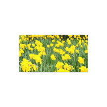 Daffodien