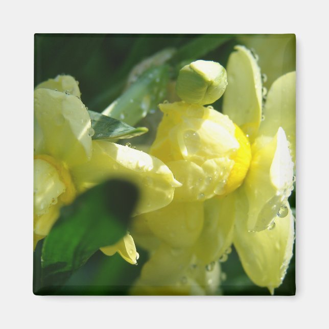 Daffodien mit Wassertropfen Magnet (Vorne)