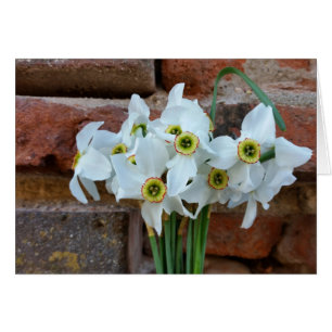 Daffodien nahe der Festungsmauer