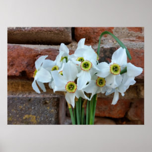 Daffodien nahe der Festungsmauer Poster