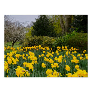 Daffodien Poster