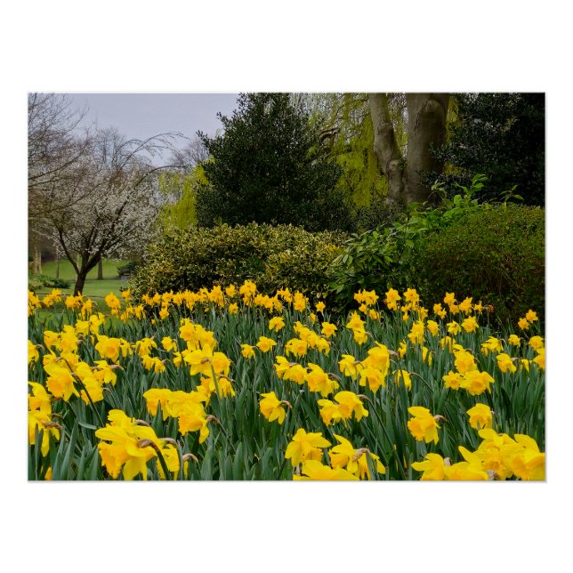 Daffodien Poster (Vorderseite)