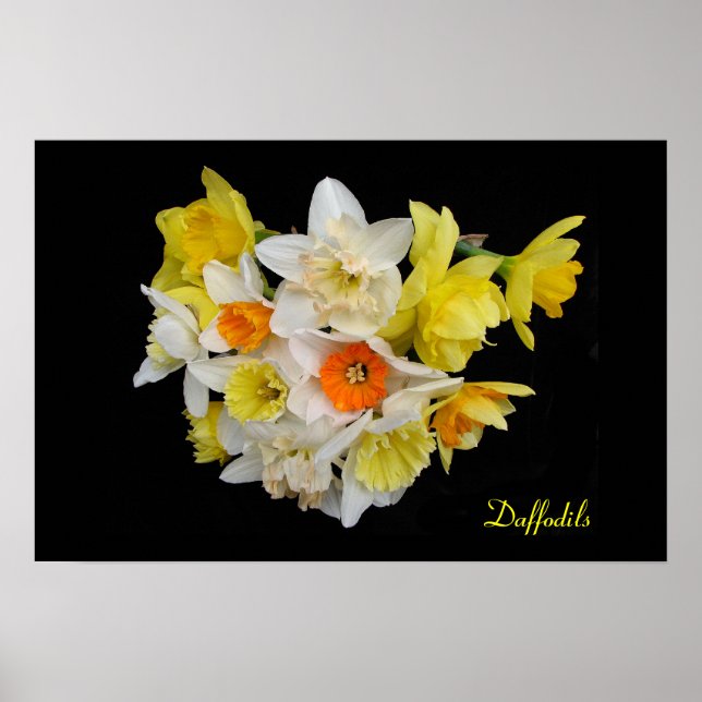 Daffodien Poster (Vorne)