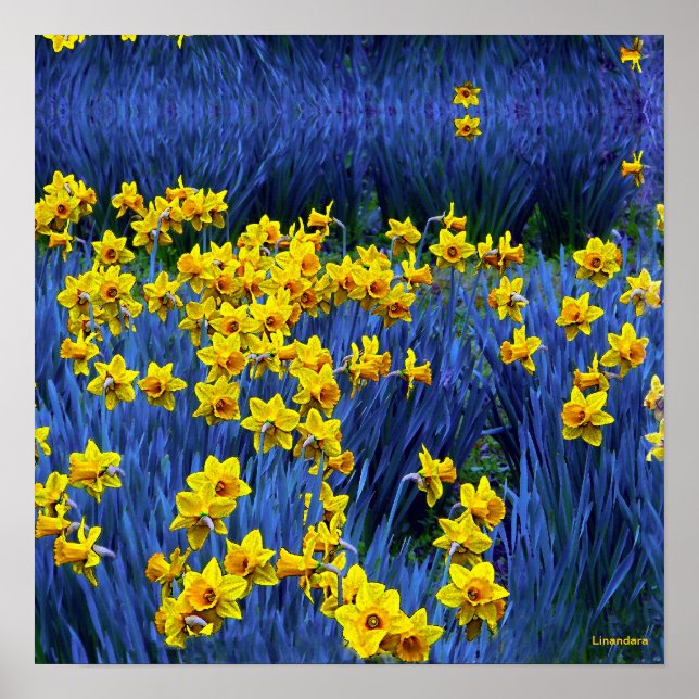 Daffodien Poster (Vorne)