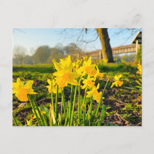 Daffodien Postkarte (Vorderseite)