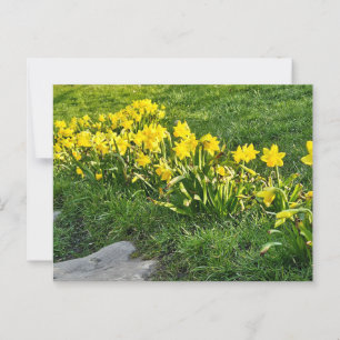Daffodien Postkarte