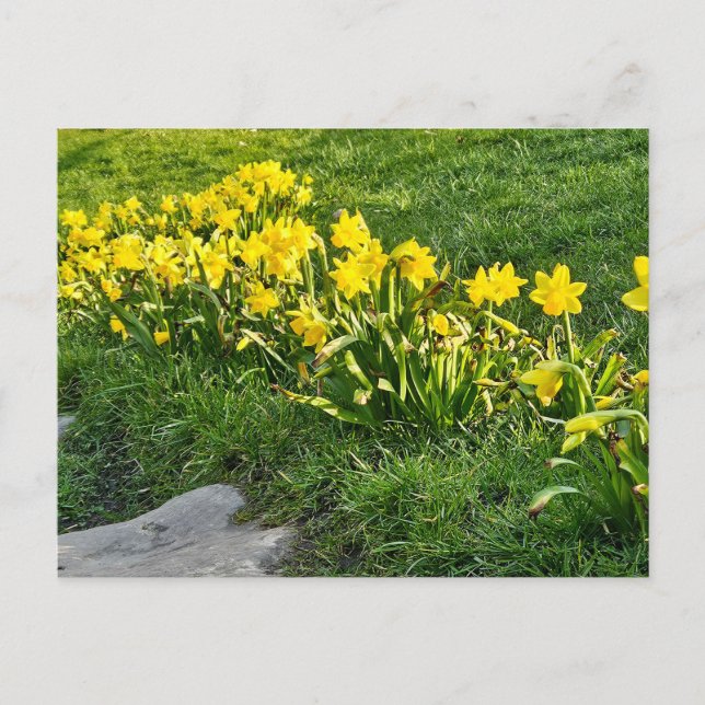 Daffodien Postkarte (Vorderseite)