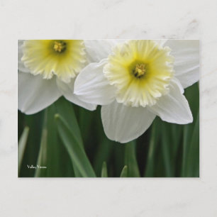 Daffodien Postkarte