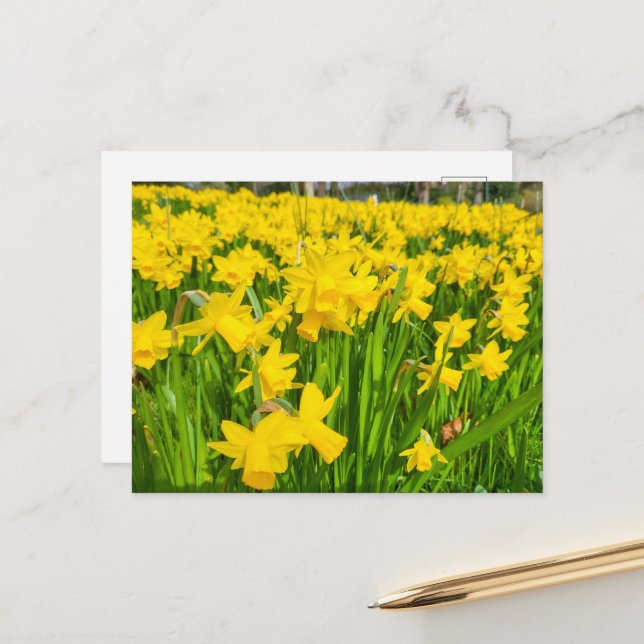 Daffodien Postkarte (Vorderseite/Rückseite Beispiel)