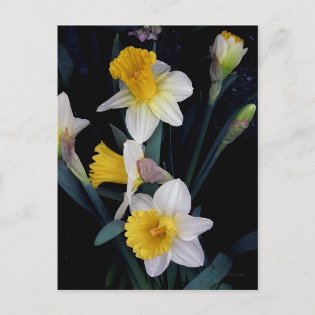 Daffodien Postkarte (Vorderseite)