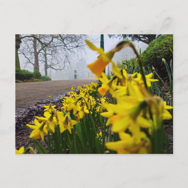 Daffodien Postkarte (Vorderseite)