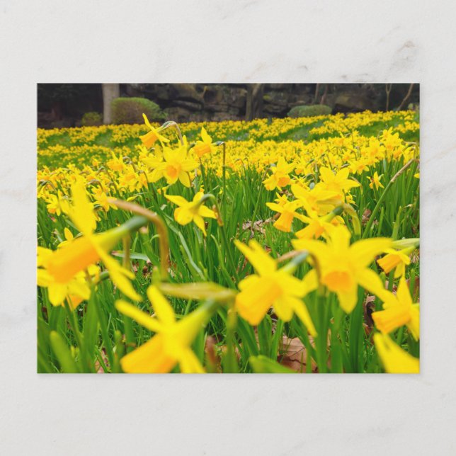 Daffodien Postkarte (Vorderseite)
