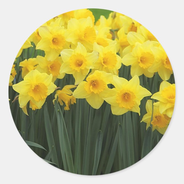 Daffodien Runder Aufkleber (Vorderseite)