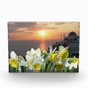 Daffodien Weißes und Gelbes Foto