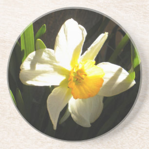 Daffodil am Daybreak Untersetzer