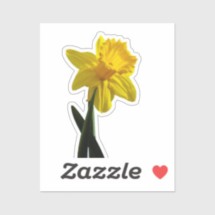 Daffodil Aufkleber