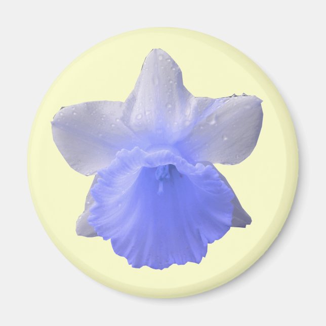 Daffodil Blue Magnet (Vorne)