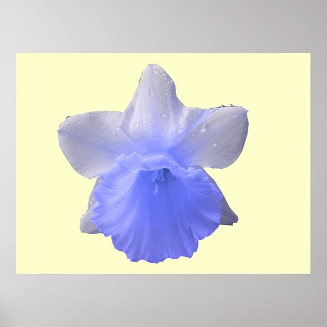 Daffodil Blue Print Poster (Vorne)