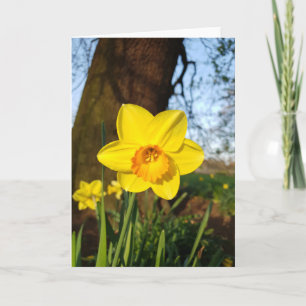 Daffodil dans la carte Park Card