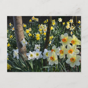 Daffodil Dell: Cheshire, England Postcard Postkarte