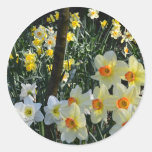 Daffodil Dell: Cheshire, England Postkarte Runder Aufkleber