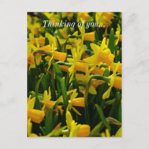 Daffodil Familie denken Sie nach der Karte