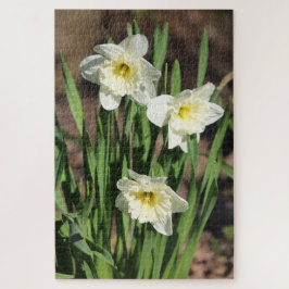 Daffodil Flower