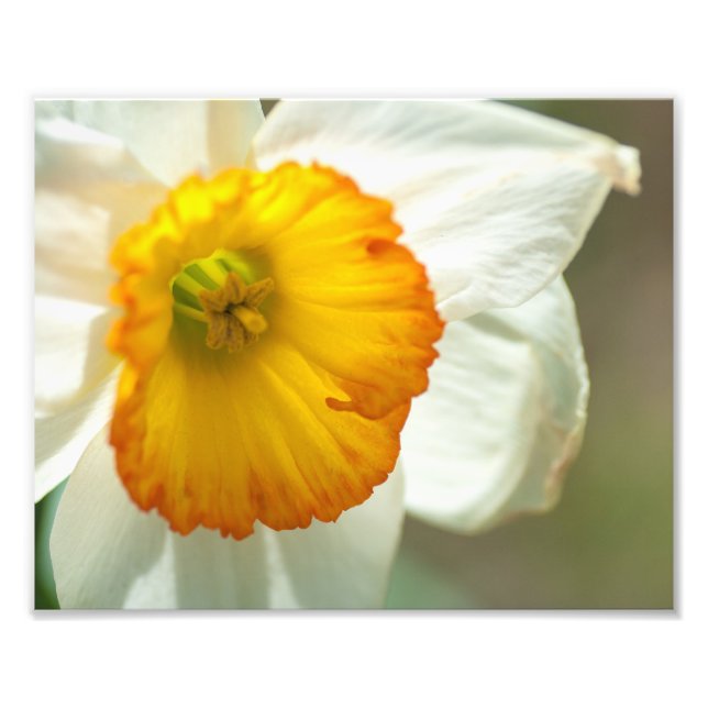 Daffodil Fotodruck (Vorne)