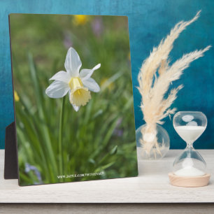 Daffodil Fotoplatte