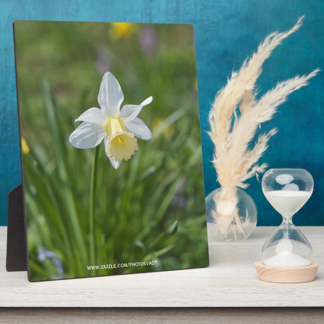 Daffodil Fotoplatte (Seite)