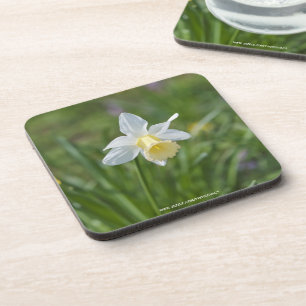 Daffodil Getränkeuntersetzer