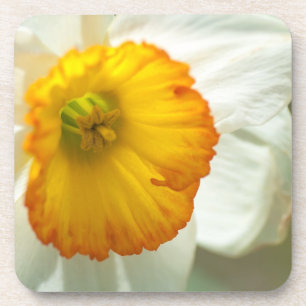 Daffodil Getränkeuntersetzer