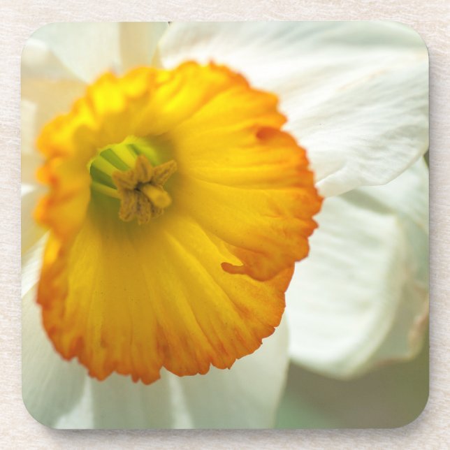 Daffodil Getränkeuntersetzer (Vorderseite)