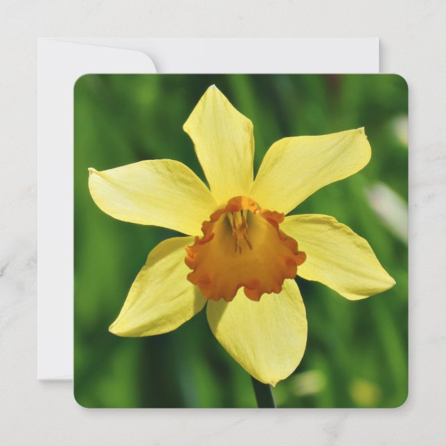 Daffodil Greetings Card Karte (Vorderseite)