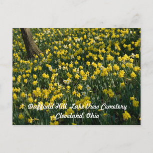 Daffodil Hill - Gelbe und weiße Blume Postkarte