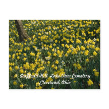Daffodil Hill - Gelbe und weiße Blume