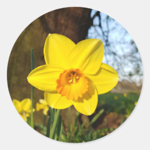 Daffodil im Park Runder Aufkleber