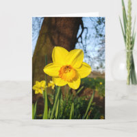 Daffodil in der Parkkarte