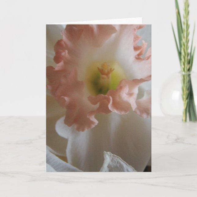 Daffodil Karte (Vorderseite)