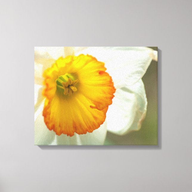 Daffodil Leinwanddruck (Vorderseite)