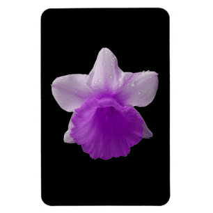 Daffodil Lila Premium Magnet