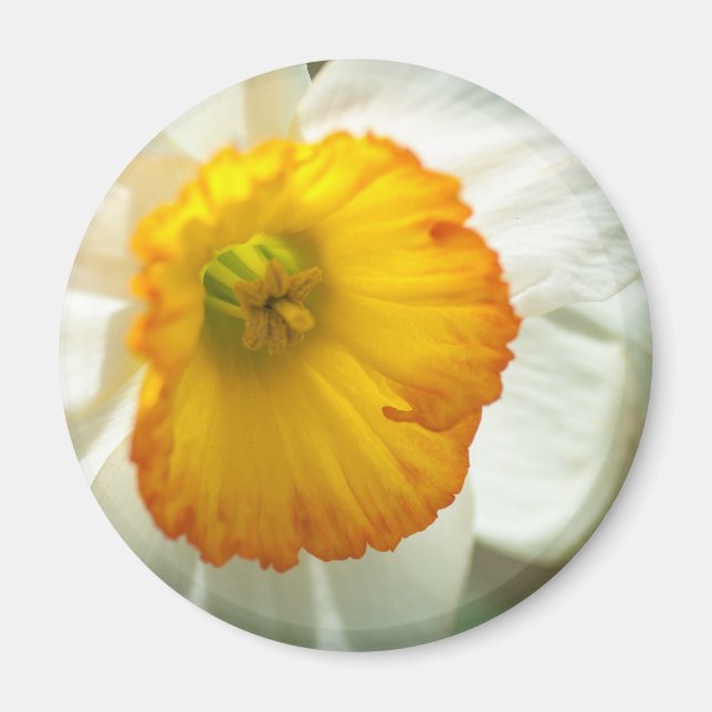 Daffodil Magnet (Vorne)