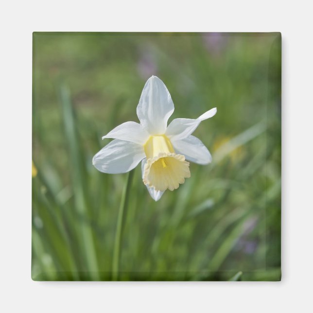 Daffodil Magnet (Vorne)