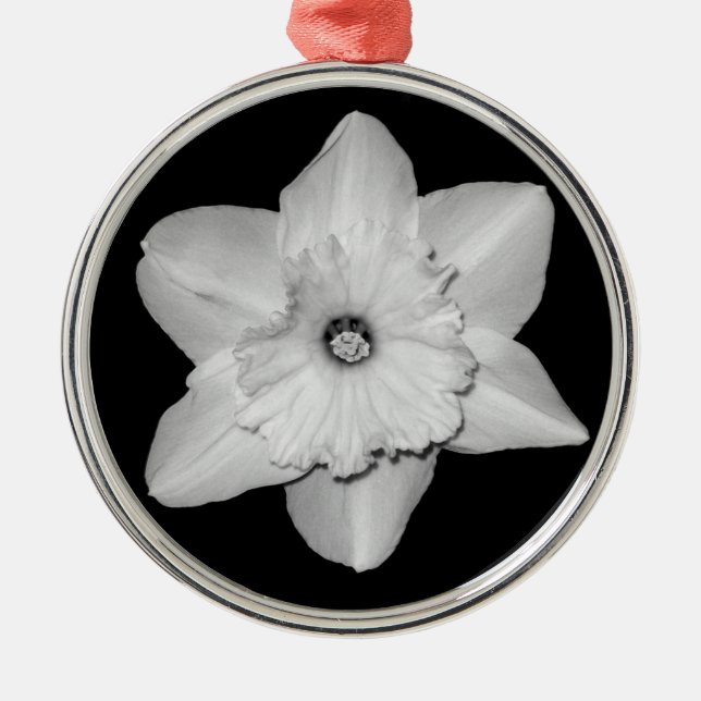 Daffodil Nah-up (B&W) Ornament (Vorne)