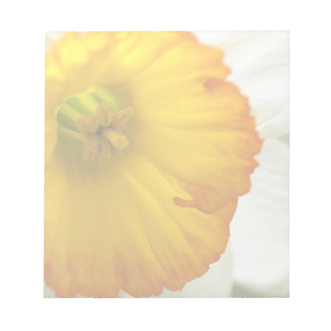 Daffodil Notizblock (Vorderseite)
