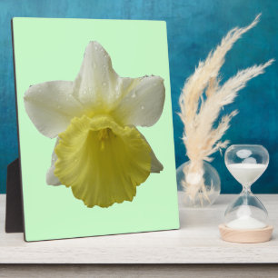 Daffodil Plaque Fotoplatte